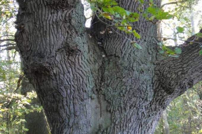 Abbey court oak in Bassum - © doatrip.de