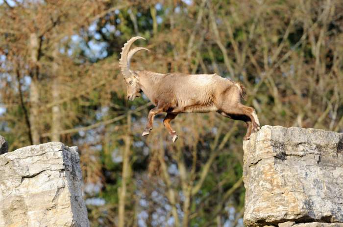 Bad Mergentheim - © Fauna Wildpark GmbH