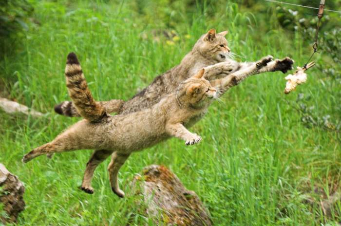 Bad Mergentheim - © Fauna Wildpark GmbH