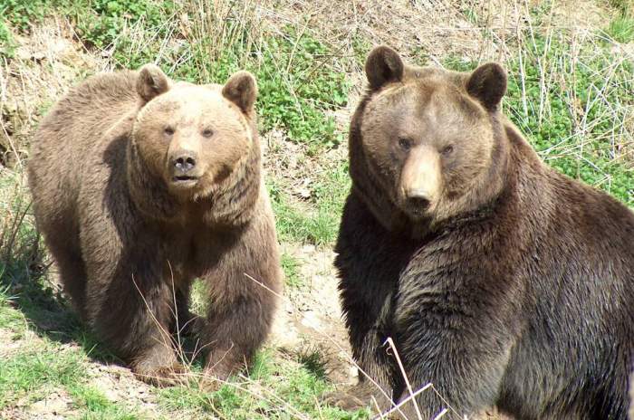 Gackenbach - © Wild- und Freizeitpark Westerwald