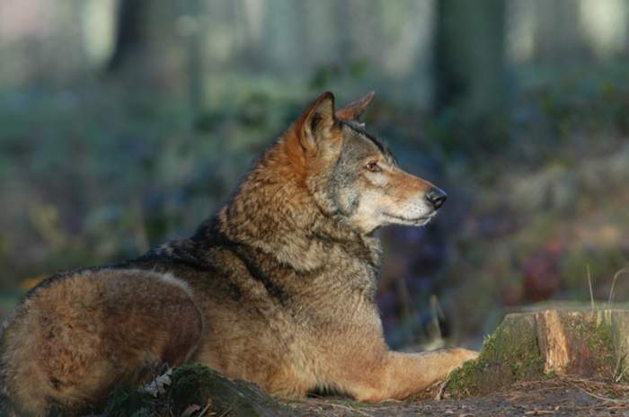 Isselburg - © Biotopwildpark Anholter Schweiz