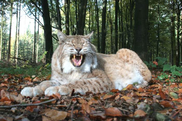 Isselburg - © Biotopwildpark Anholter Schweiz