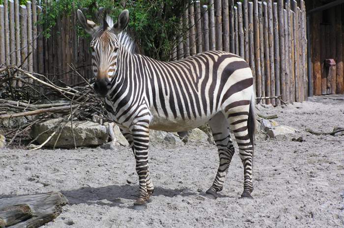 Landau in der Pfalz - © Zoo Landau in der Pfalz