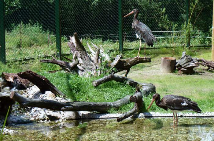 Neuruppin - © Tierpark Kunsterspring