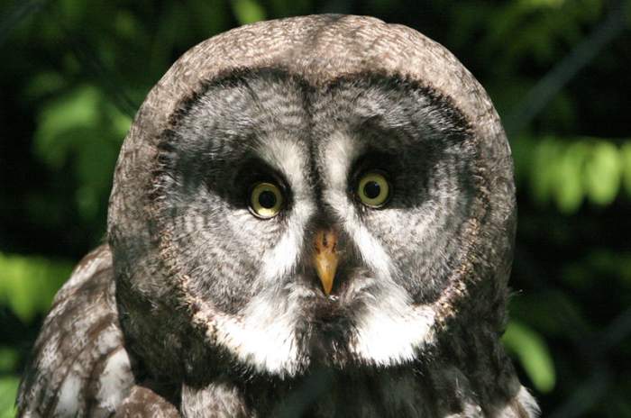 Delbrück (Schöning) - © Tierpark Nadermann