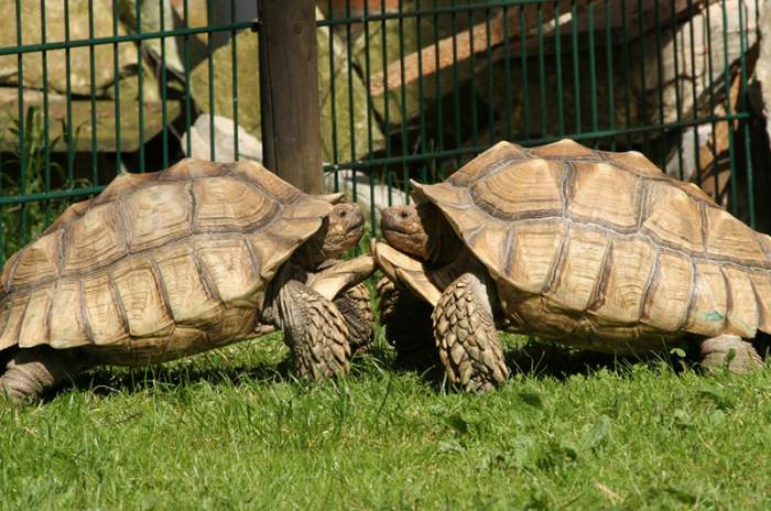 Delbrück (Schöning) - © Tierpark Nadermann