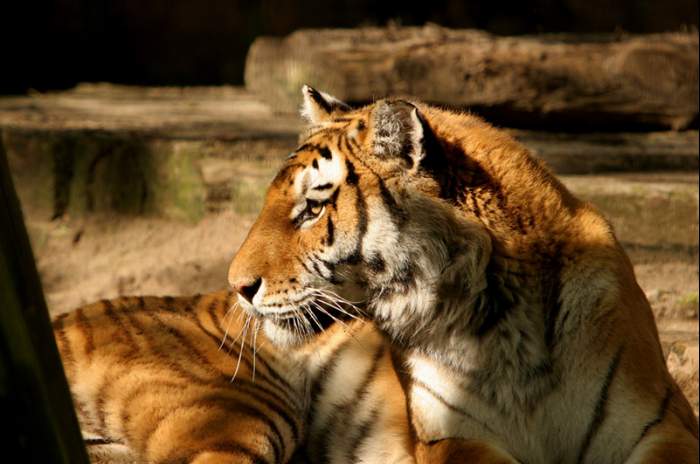 Delbrück (Schöning) - © Tierpark Nadermann