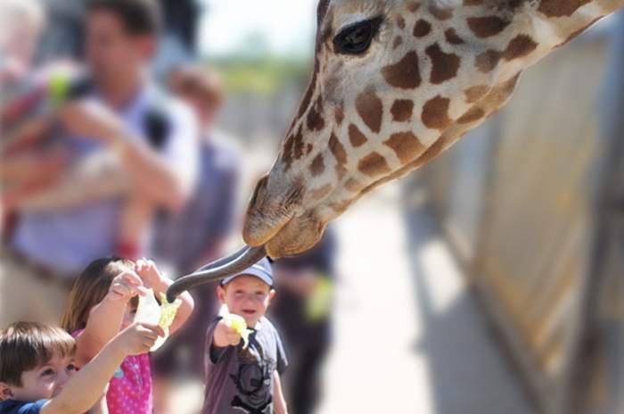 Colchester - © Colchester Zoo